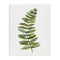 Stupell Industries Curved Fern Branch Canvas By Carol Robinson